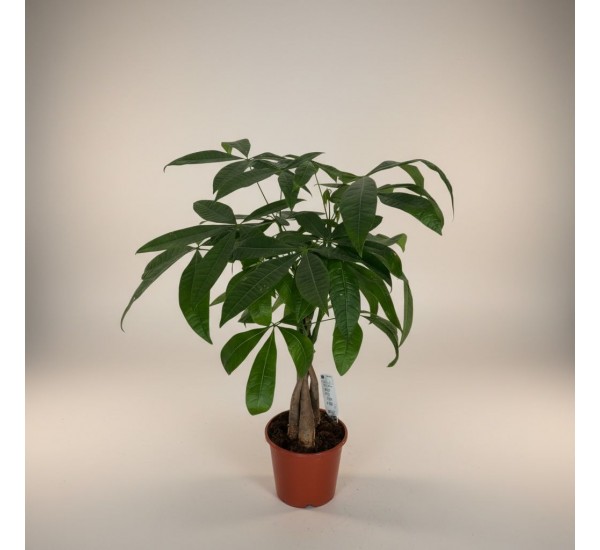 Para Ağacı (Pachira Küçük)